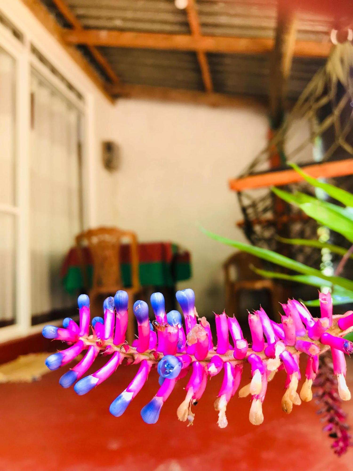 Ella Jungle Inn Homestay And Tree House 外观 照片