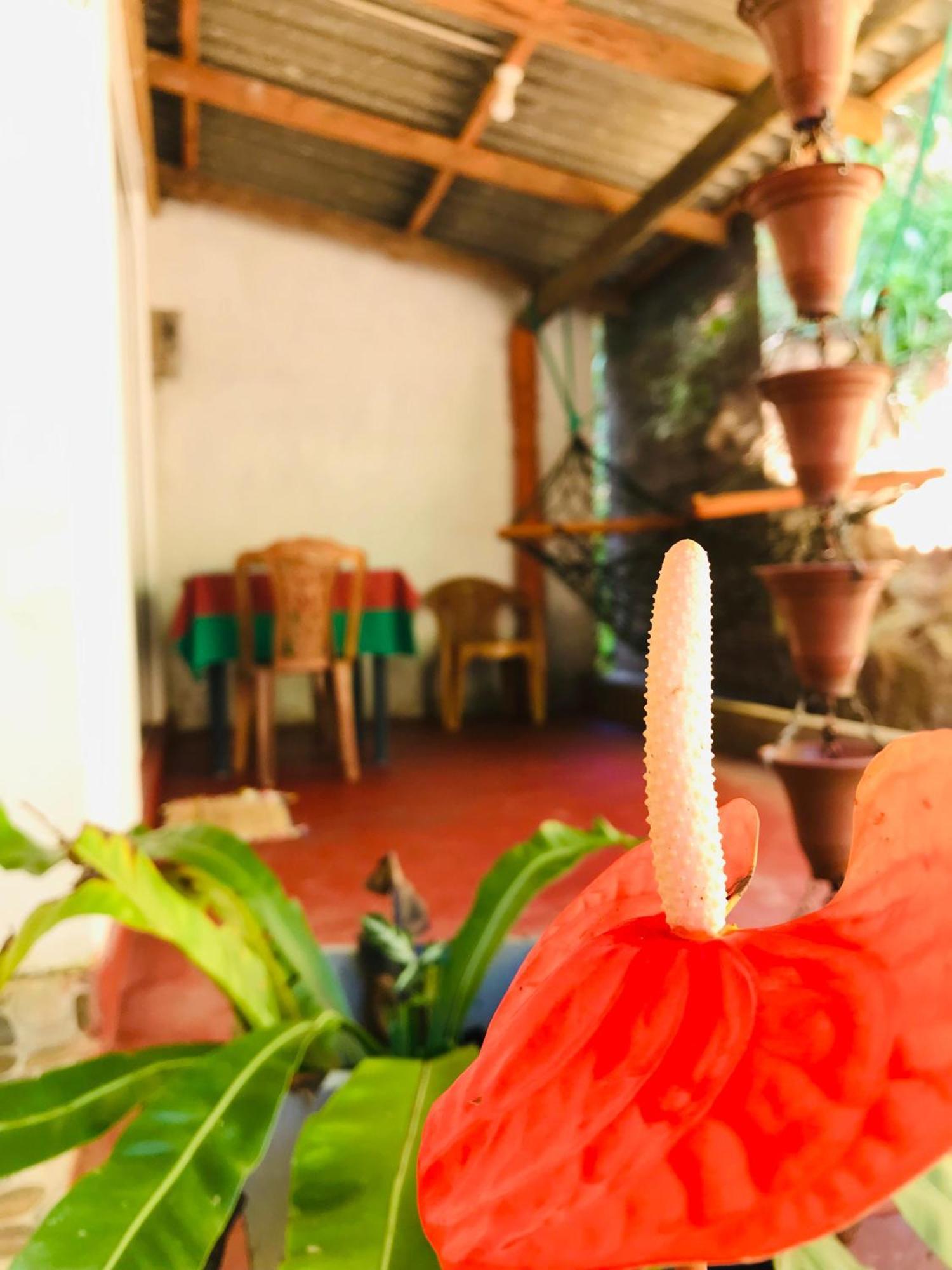Ella Jungle Inn Homestay And Tree House 外观 照片