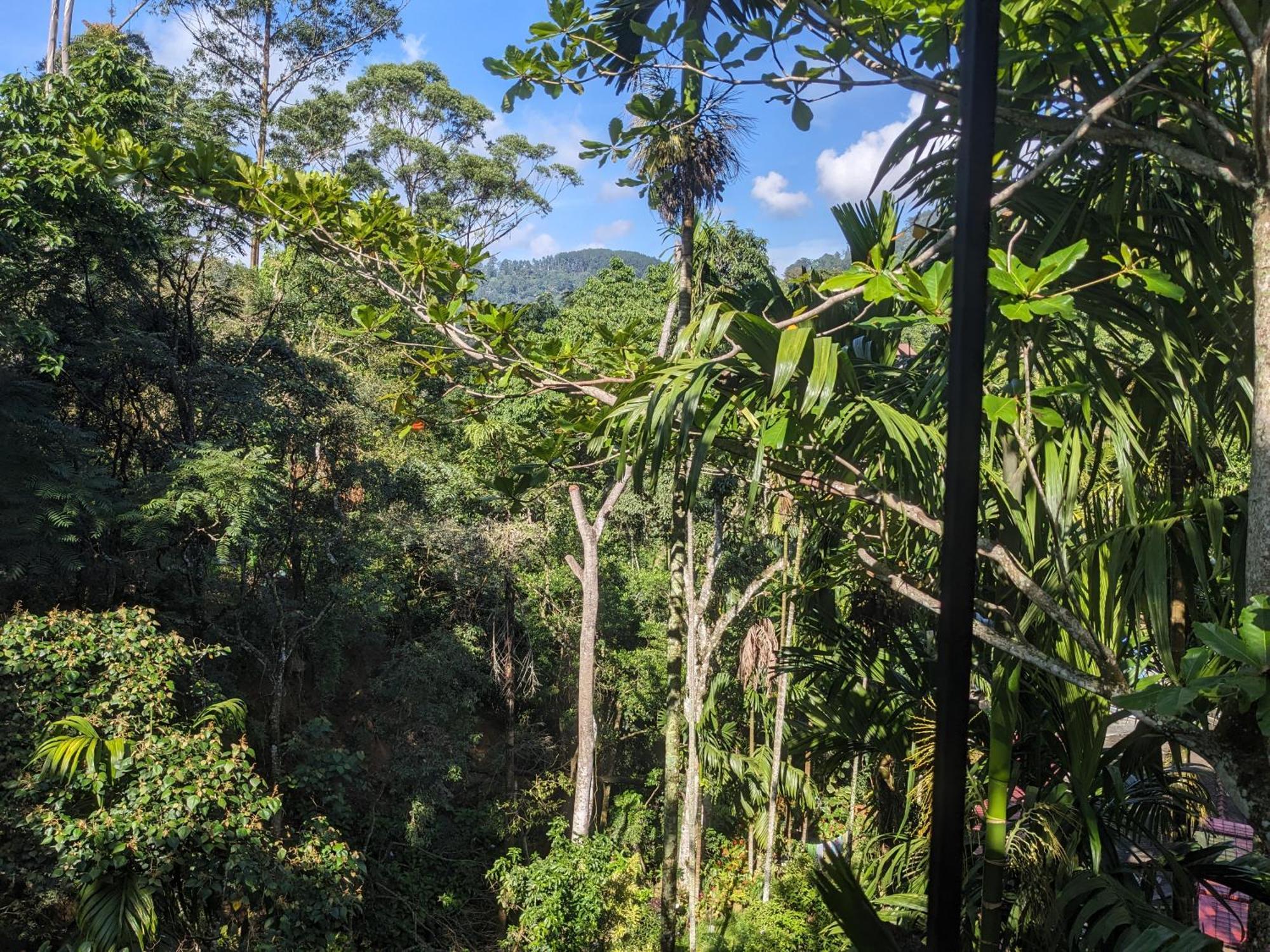 Ella Jungle Inn Homestay And Tree House 外观 照片