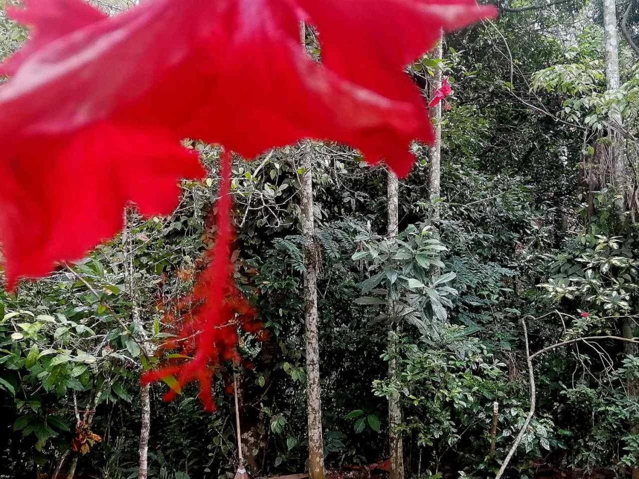 Ella Jungle Inn Homestay And Tree House 外观 照片
