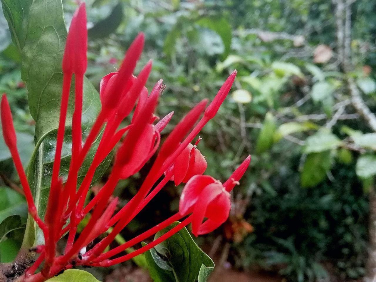 Ella Jungle Inn Homestay And Tree House 外观 照片