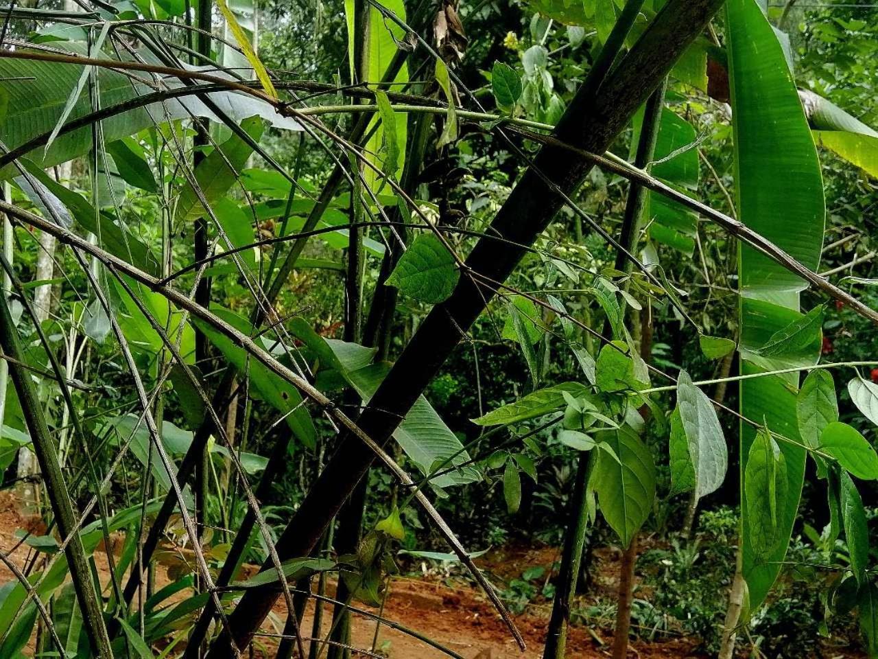 Ella Jungle Inn Homestay And Tree House 外观 照片