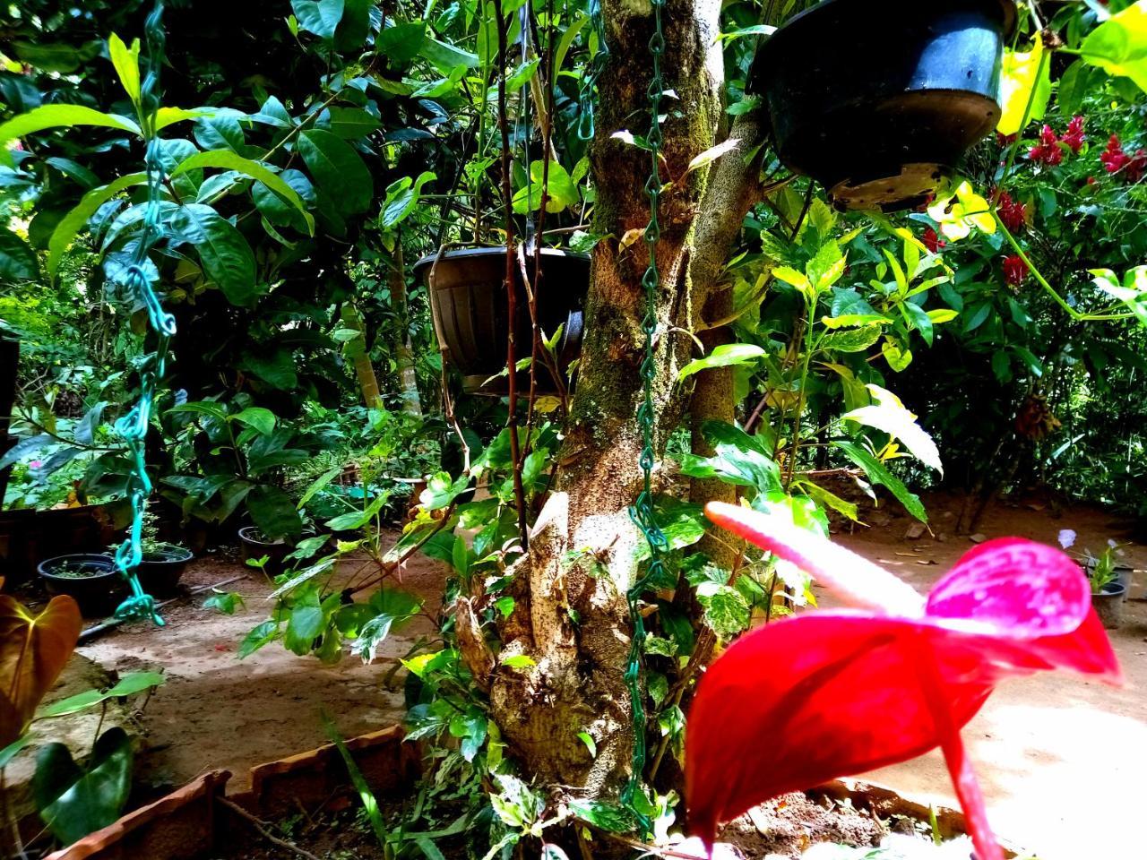 Ella Jungle Inn Homestay And Tree House 外观 照片