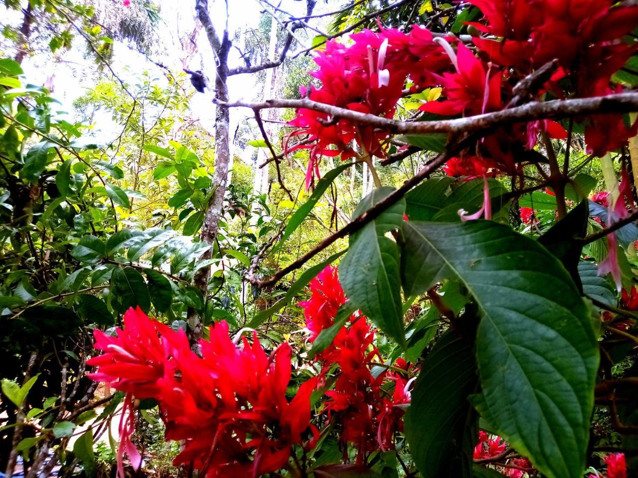 Ella Jungle Inn Homestay And Tree House 外观 照片