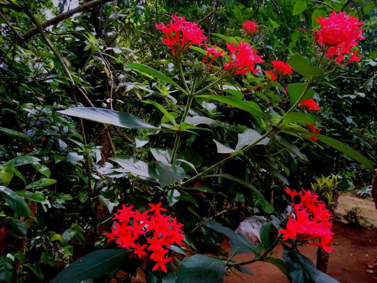 Ella Jungle Inn Homestay And Tree House 外观 照片